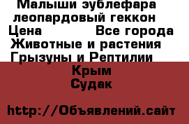 Малыши эублефара ( леопардовый геккон) › Цена ­ 1 500 - Все города Животные и растения » Грызуны и Рептилии   . Крым,Судак